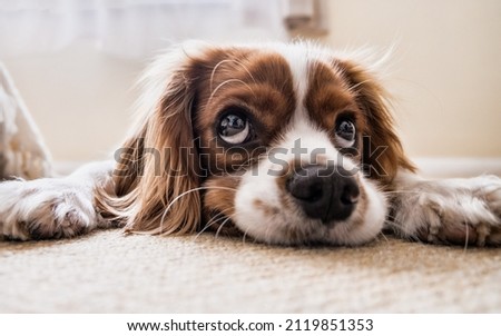 Beagle baby dog Sleeping in Carpet, Shinny, innocent, Closeup Photo of Dog, Nose, Eyes with Blur Background