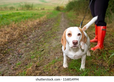 Beagle Being Walked On A Lead In The Field