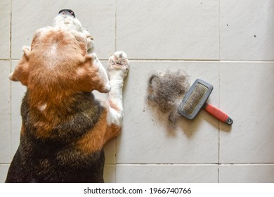 a beagle with Big pile of dog hair and which brush to comb out the dog on floor, Bunch of dog hair after grooming, Shedding tool, Hair combed from the dog with brush, top view