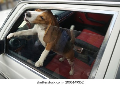 Beagle Breed -  Brown Hunting Dog In The Closed Car Looks Out Of The Window. Side View. Closeup Image.