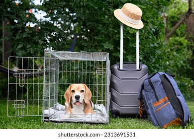 Beagle en la jaula lista para viajar. Caja de cables para el transporte del animal. Celdas de envío con perros en el maletero de un auto. Entrega y venta de animales vivos. Foto de alta calidad