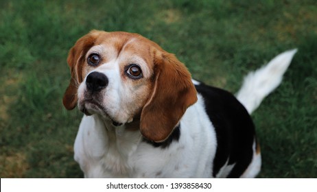 Beagle Cavalier King Charles Spaniel Beaglier Stock Photo 1393858430 ...