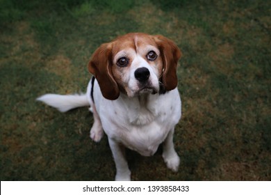 Beagle Cavalier King Charles Spaniel Beaglier Stock Photo (Edit Now ...