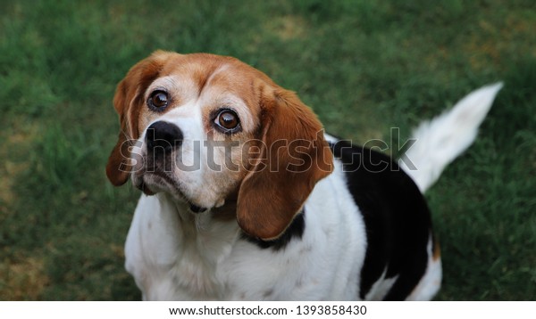 beagle king charles cavalier mix