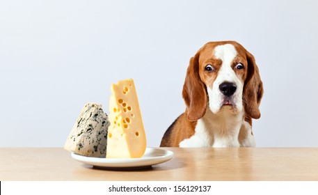 Beagle And Cheese , Focus On A Dog Head