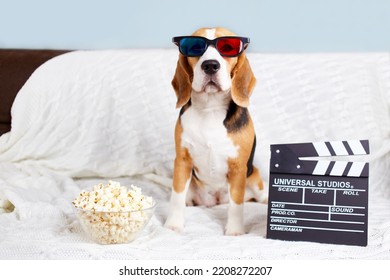 The beagle dog in 3d glasses is sitting on the sofa and watching a movie.  - Shutterstock ID 2208272207