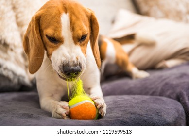 Beagle Dog With A Ball On A Couch Ripping Toy Apart.