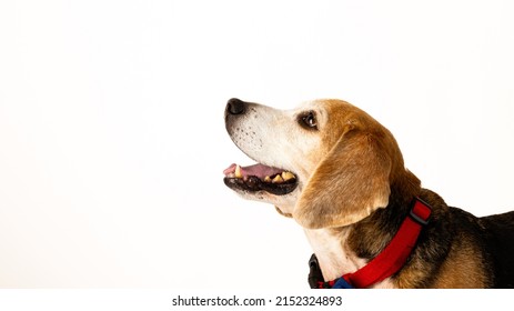 Beagle Dog Before White Background