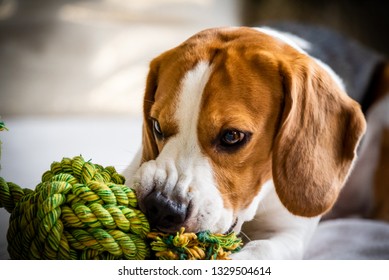 Beagle Dog Biting And Chewing On Rope Knot Toy On A Couch. Closeup