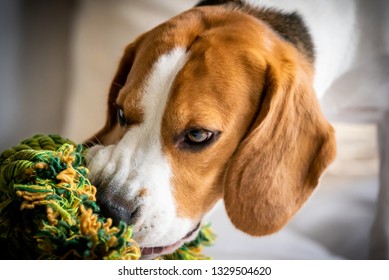 Beagle Dog Biting And Chewing On Rope Knot Toy On A Couch. Closeup