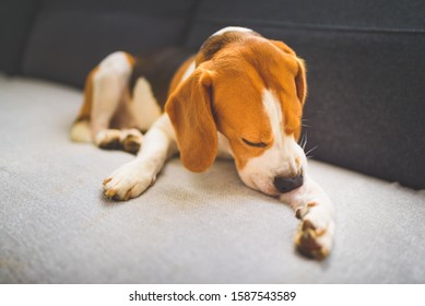 Beagle Dog Biting His Itching Skin On Legs. Skin Problem Allergy Reaction Or Stress Reaction Concept.