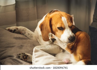 Beagle Dog Biting His Itching Skin On Legs. Skin Problem Allergy Reaction, Mosquito Bite Or Stress Reaction Concept.