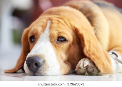 Beagle dog boy cute close up portrait looking up