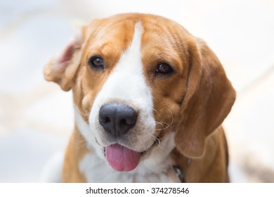 Beagle dog boy cute close up portrait looking up