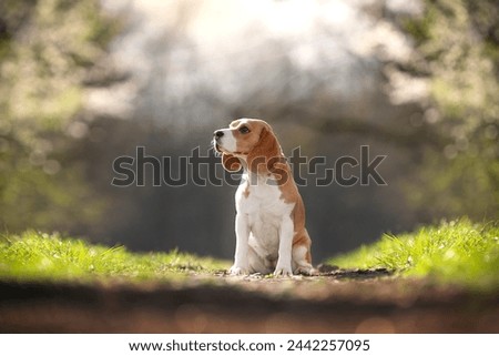 Beagle dog breed in spring time