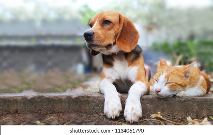 Beagle dog and brown cat lying together on the footpath outdoor in the park.