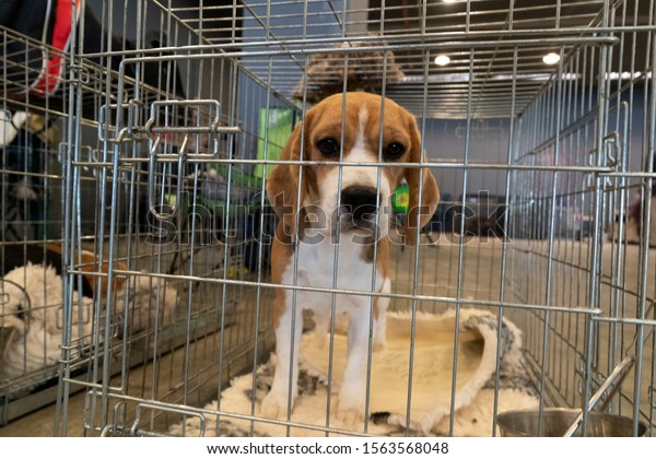 Beagle dog in a cage for\
experiment