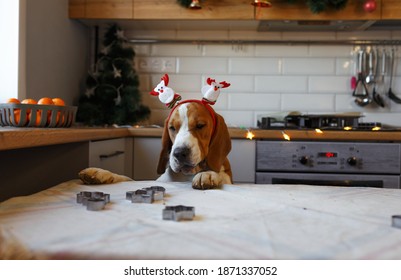 A Beagle Dog With Christmas Decorations On Its Head Stands On Its Hind Legs In The Kitchen Waiting For A Treat.