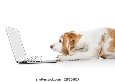 A Beagle dog computer isolated on white background