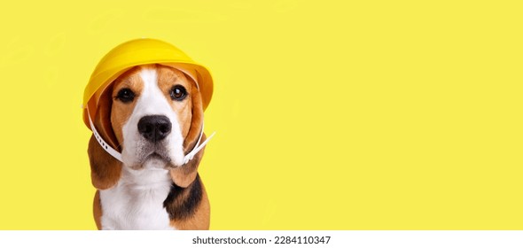 A beagle dog in a construction helmet on a yellowisolated background. Happy Labor Day Holiday. Banner. - Shutterstock ID 2284110347