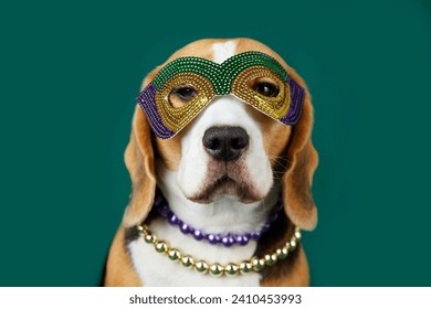A beagle dog in costume for the Mardi Gras festival. Masquerade mask and beads in the traditional colors of yellow, green and purple. The concept of humanizing pets.