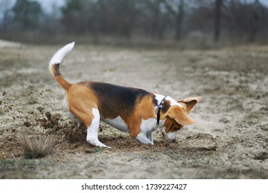 Beagle Dog Digging Hole In The Ground