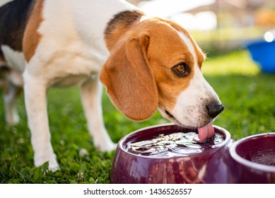 Beagle Dog Drinking Water To Cool Off In Shade On Grass Hiding From Summer Sun . Summer Background. Tired Of Summer Heat.