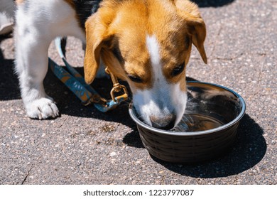 Beagle Dog Drinking Water Out Of A Metal Bowl