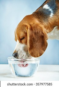 Beagle Dog Drinks Water From A Glass Bowl