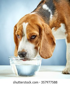 Beagle Dog Drinks Water From A Glass Bowl