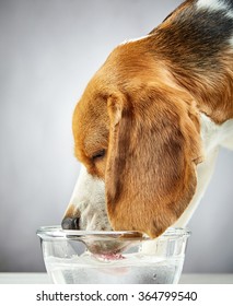 Beagle Dog Drinks Water From A Glass Bowl