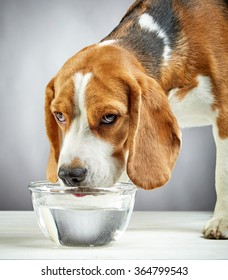 Beagle Dog Drinks Water From A Glass Bowl