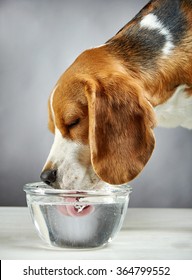 Beagle Dog Drinks Water From A Glass Bowl