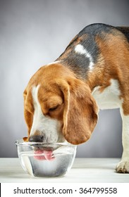 Beagle Dog Drinks Water From A Glass Bowl