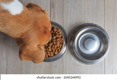 Beagle Dog Eating Food From Bowl. Top View.