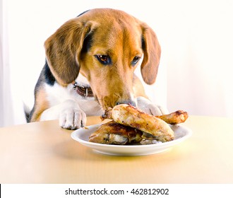 Beagle Dog Eating  Roasted Chicken Legs  On Kitchen Table