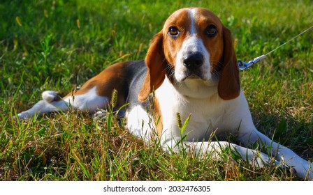 1,074 Estonian dog Images, Stock Photos & Vectors | Shutterstock