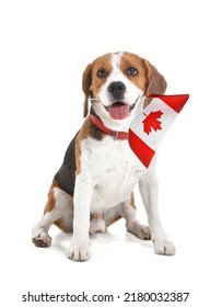 Beagle Dog With Flag Of Canada Isolated On White