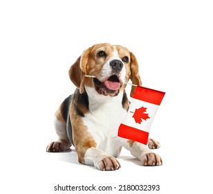 Beagle Dog With Flag Of Canada Isolated On White