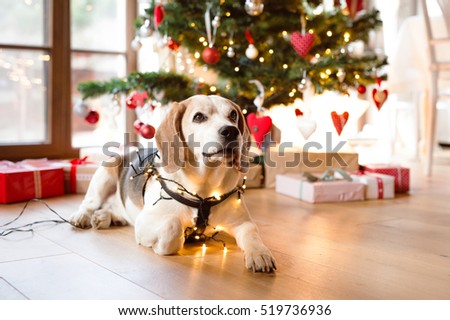 Similar – Image, Stock Photo Christmas dog