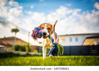 Beagle Dog Fun In Garden Outdoors Run And Jump With Rope Towards Camera