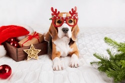 A Beagle Dog In Funny Christmas Glasses Is Lying On The Bed. Happy New Year And Merry Christmas Greeting Card With A Pet. The Concept Of Humanization Of Animals