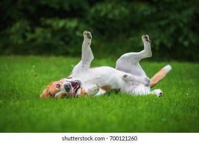 909 Dog roll over Images, Stock Photos & Vectors | Shutterstock