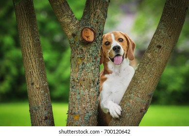 Beagle Dog Hiding Behind The Tree