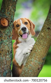 Beagle Dog Hiding Behind The Tree