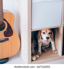 Beagle Dog Hiding Under Wooden Desk. Playing Hide And Seek Games.