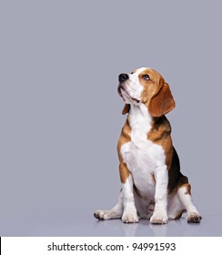 Beagle dog isolated on grey background
