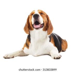 Beagle Dog Isolated On White Background