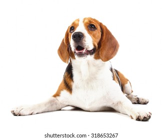 ビーグル犬 の画像 写真素材 ベクター画像 Shutterstock