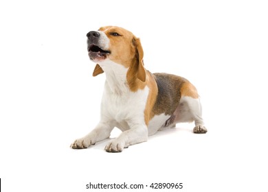 Beagle Dog Isolated On A White Background